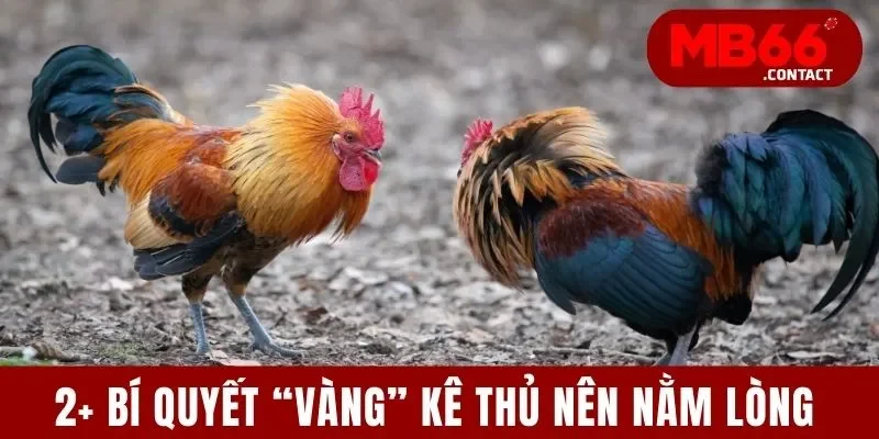 Cách Chơi Đá Gà Tre - Bí Kíp Số 1 Chinh Phục Mọi Đấu Trường 4 2+ bí quyết “vàng” kê thủ nên nằm lòng