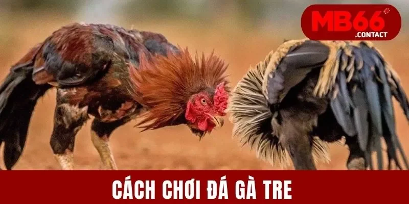 Cách Chơi Đá Gà Tre - Bí Kíp Chinh Phục Mọi Đấu Trường
