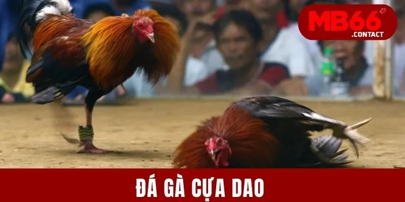 Đá Gà Cựa Dao | Đỉnh Cao Tranh Hùng - Sát Phạt Máu Lửa
