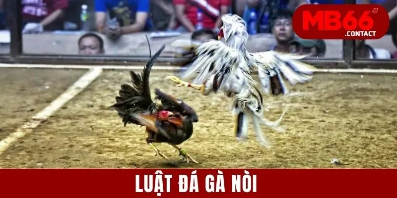 Luật Đá Gà Nòi – Khám Phá Quy Tắc Và Mẹo Chơi Đá Gà Nòi