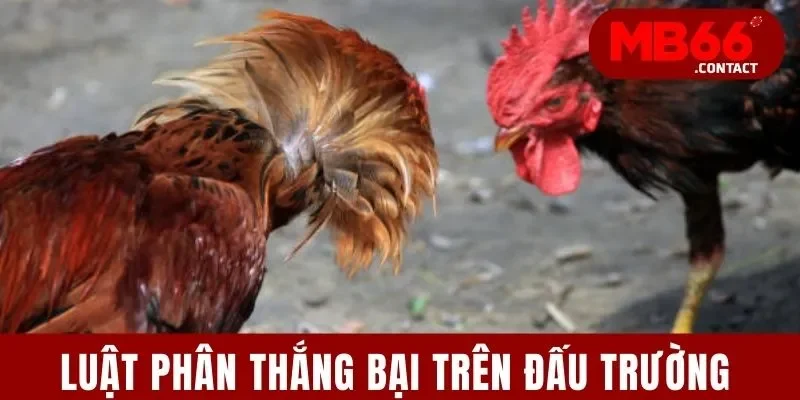 Cách Chơi Đá Gà Tre - Bí Kíp Số 1 Chinh Phục Mọi Đấu Trường 3 Luật phân thắng bại trên đấu trường