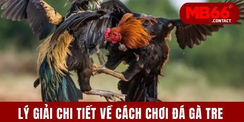 Cách Chơi Đá Gà Tre - Bí Kíp Số 1 Chinh Phục Mọi Đấu Trường 2 Lý giải chi tiết về cách chơi đá gà tre
